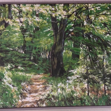 Kupres Beech Forest in Spring